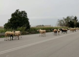 Λάρισα: Του έφυγαν τα πρόβατα στον δρόμο και έγινε τροχαίο