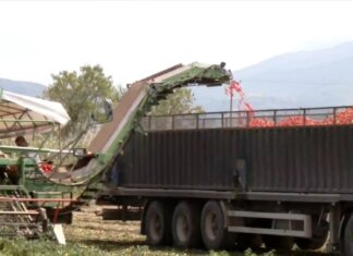 Λάρισα: Στο φουλ για την συγκομιδή της βιομηχανικής ντομάτας – Εξαιρετικά καλή η χρονιά / ΒΙΝΤΕΟ