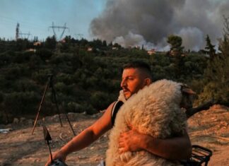 «Μέλπω» ονομάστηκε το πρόβατο που διασώθηκε με μηχανάκι και μεταφέρθηκε σε vegan φάρμα