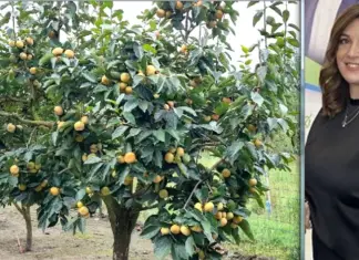 Το χωριό των Λωτοφάγων στην Λάρισα και η αγρότισσα που πρωτοτυπεί