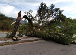 Επικίνδυνες πτώσεις δέντρων στην Λάρισα λόγω αέρα – Η πυροσβεστική στα σημεία