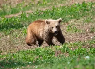 Νεαρή αρκούδα αναστατώνει χωριά στα ορεινά της Θεσσαλίας