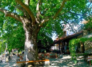 Αρχαιρεσίες στον Μορφωτικό Σύλλογο Ραψάνης