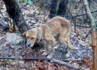 Αλυσόδεσε σκύλο σε δέντρο – Μια σύλληψη στην Αγιά Λάρισας