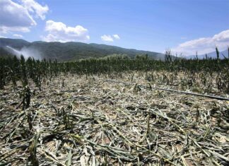 Αγριογούρουνα ισοπέδωσαν χωράφια σε χωριό της Λάρισας