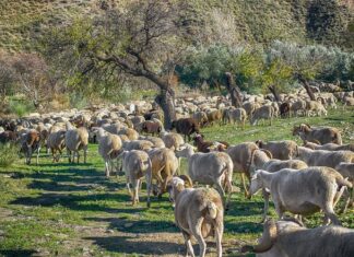 Εισαγγελική έρευνα για την ευλογιά των αιγοπροβάτων από τον προϊστάμενο της Εισαγγελίας Εφετών Λάρισας
