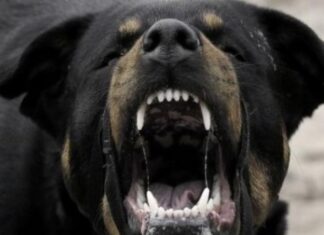 Επίθεση αδέσποτων σε 88χρονο έξω από Δημοτικό Σχολείο – Σοκαρισμένα παιδιά, αναστάτωση στην τοπική κοινωνία