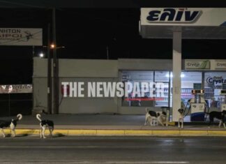 Αγέλη αδέσποτων σκορπά τον φόβο και την ανησυχία – ΦΩΤΟ