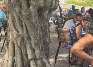 Δεντρογαλιά πήγε… βόλτα σε beach bar