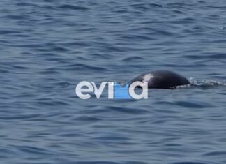 Φώκια κολυμπά κοντά σε λουόμενους σε γνωστή παραλία