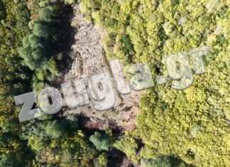 Βίντεο από το πως κατέστρεψαν τεράστια χασισοφυτεία στη Λάρισα