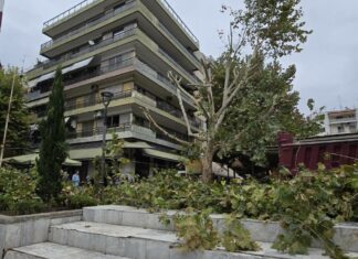 Λάρισα: Τι συνέβη τελικά με το δέντρο στην πλατεία Ταχυδρομείου – Όσα διευκρινίζει ο Δήμος για τις εργασίες στο σημείο