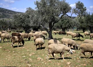 Eυλογιά: Παράνομοι εμβολιασμοί στη Θεσσαλία – Ενδείξεις για πάνω από 100.000 ζώα