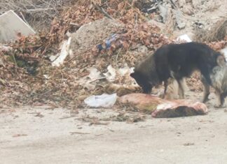 Λάρισα: Ντροπή, νεκρό πρόβατο στα όρια του αστικού ιστού του Αμπελώνα – ΦΩΤΟ