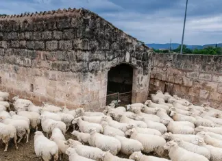 Ευλογιά των αιγοπροβάτων: Τα ζώα θανατώνονται αλλά… το γάλα αυξάνεται!