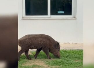 Ανησυχία: Αγριογούρουνα βόσκουν σε νοσοκομείο