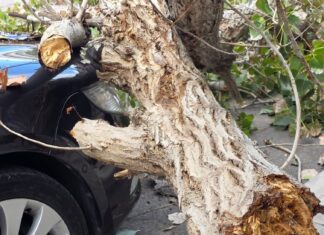Δέντρο καταπλάκωσε σταθμευμένο αυτοκίνητο – ΦΩΤΟ