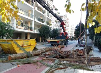 Κατέρρευσε τεράστιος φοίνικας στη Ρήγα Φεραίου – Επεσε πάνω σε στύλο της ΔΕΗ και σταθμευμένο όχημα