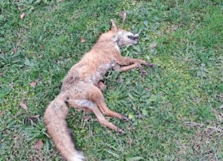 Νεκρή αλεπού παραμένει για ημέρες στα μέρη μας