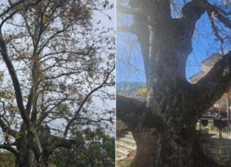Διατηρητέο Μνημείο της Φύσης κηρύχθηκε ο …850 ετών πλάτανος σε χωριό της Λάρισας – ΦΩΤΟ