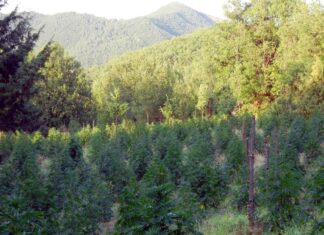 Χασισοφυτεία – μαμούθ στη Θεσσαλία: Σοκαριστικές λεπτομέρειες που οδήγησαν σε ισόβια!