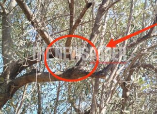 Σε αυτό το σημείο κρεμάστηκε ο 64χρονος άνδρας – Τι αντίκρυσαν οι αστυνομικοί