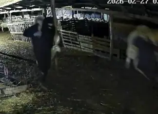 Άδειασαν κτηνοτροφική μονάδα παίρνοντας τα πρόβατα στην… πλάτη