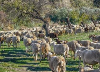 Κρίσιμο δίμηνο έως το Πάσχα με μηδενική χαλάρωση στα μέτρα για την ευλογιά – Η εικόνα στη Θεσσαλία