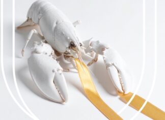Το White Lobster ανοίγει τις πόρτες του στη Διευκαλίωνος και Πατρόκλου!
