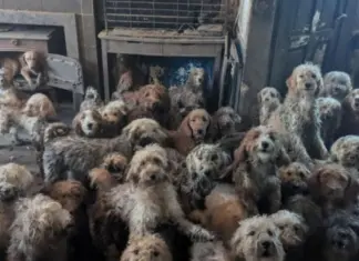 Τραγικό: Πάνω από 250 σκυλιά «κανίς» ζούσαν σε ένα σπίτι – Βρέθηκαν καλυμμένα με τα ίδια τους τα περιττώματα