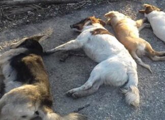 Φρίκη: Σκόρπισαν τον θάνατο με φόλες σε σκυλιά σε χωριό της Λάρισας – ΦΩΤΟ
