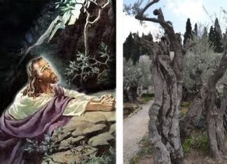 O τόπος στον οποίο προσευχήθηκε για τελευταία φορά ο Χριστός πριν τον μαρτυρικό του θάνατο