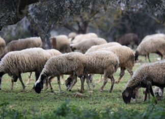 Η Θεσσαλία χωρίς κρούσμα ευλογιάς το τελευταίο εικοσαήμερο – Τα στοιχεία του ΥπΑΑΤ