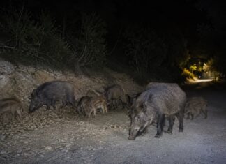 Αγωνία για παιδιά σε περιοχή της Θεσσαλίας – Εγκλωβίστηκαν σε βράχο για να γλιτώσουν από αγριογούρουνα