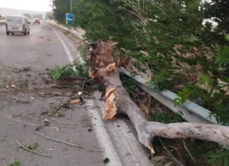 Φάρσαλα: Πτώσεις δέντρων από τους ισχυρούς ανέμους και τη βροχή στην επαρχία Φαρσάλων