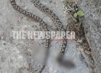 Κάτοικοι εντόπισαν φίδι έξω από το σπίτι τους – Δείτε φωτογραφία
