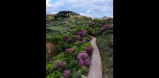 Αυτός είναι δρόμος στη Θεσσαλία που μάγεψε όλο τον πλανήτη – Μοιάζει με πίνακα ζωγραφικής / ΦΩΤΟ
