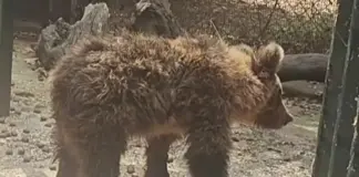 Δίνουν 3.000 ευρώ σε όποιον δώσει πληροφορίες για τον θάνατο των τριών αρκούδων