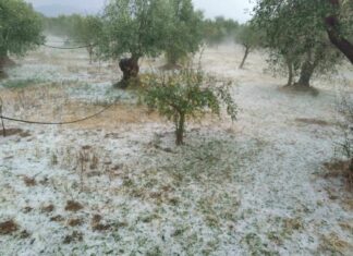 Ολική καταστροφή καλλιεργειών στην Ελασσόνα από την χαλαζόπτωση!
