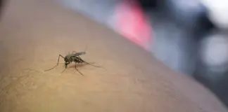 Η Λάρισα στο επίκεντρο για τον Ιό Δυτικού Νείλου – Αυξημένη επαγρύπνηση