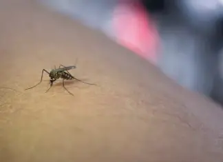 Η Λάρισα στο επίκεντρο για τον Ιό Δυτικού Νείλου – Αυξημένη επαγρύπνηση