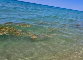 Απειλή και ανησυχία για το πλαγκτόν στις ακτές της Λάρισας / ΦΩΤΟ-ΒΙΝΤΕΟ