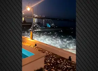 Εκατοντάδες ψάρια ξεβράστηκαν στη στεριά