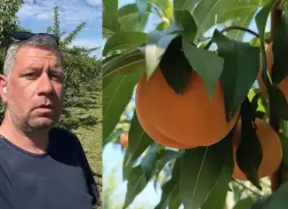 Αγρότης στη Λάρισα χαρίζει τα νεκταρίνια του αντί να τα πουλήσει