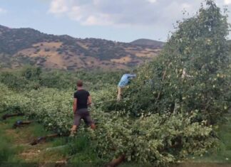 Σφοδρό μπουρίνι στα Δελέρια: Άμεση κινητοποίηση του Δήμου Τυρνάβου – Ζημιές σε καλλιέργειες (ΦΩΤΟ)