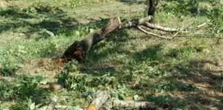 Μεγάλες ζημιές σε αυτά τα 2 χωριά της Λάρισας από το ισχυρό μπουρίνι – ΦΩΤΟ