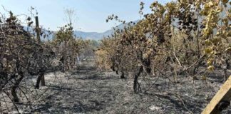Συναγερμός: Φωτιά κατέκαψε καλλιέργειες σε χωριό της Λάρισας – ΦΩΤΟ