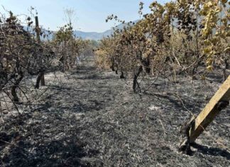 Συναγερμός: Φωτιά κατέκαψε καλλιέργειες σε χωριό της Λάρισας – ΦΩΤΟ