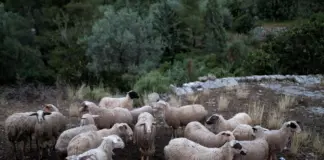 Αιματηρό επεισόδιο σε χωράφι: 55χρονος επιτέθηκε σε 65χρονο με ψαλίδι και τον έστειλε στο νοσοκομείο