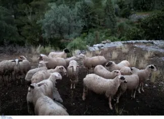 Αιματηρό επεισόδιο σε χωράφι: 55χρονος επιτέθηκε σε 65χρονο με ψαλίδι και τον έστειλε στο νοσοκομείο